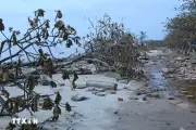 Mưa lớn làm cây đổ, gãy, mất an toàn trên đèo Ngoạn Mục