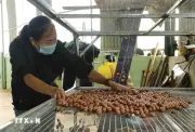 Macca sẽ thành cây trồng chủ lực ở Lạng Sơn