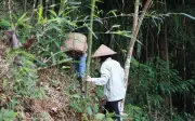 Mức phạt mới đối với hành vi phá hủy công trình bảo vệ rừng
