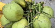 Mỗi ngày uống mấy quả dừa để không lo tăng cân?