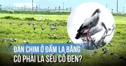 Đàn chim ở Quảng Ngãi là cò nhạn, không phải sếu cổ đen