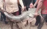 Ấn Độ: Ngư dân bắt được cá khổng lồ nặng 50kg khiến dân làng kinh ngạc