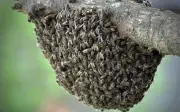 Nữ thẩm phán Mexico hy sinh thân mình bảo vệ con trai 3 tuổi khỏi đàn ong tấn công