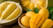 Ăn trái cây nguyên quả không gây tiểu đường, nước ép mới là nguy cơ