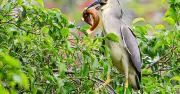 Đàn vạc hàng trăm con xuất hiện ở hồ Gươm, Hà Nội thu hút người dân