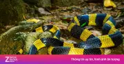Nam sinh 14 tuổi suýt mất mạng vì bị rắn cạp nong cắn ở trường