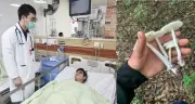 Ngộ độc nấm amatoxin: 2 ca tử vong, cảnh báo nguy hiểm từ nấm rừng