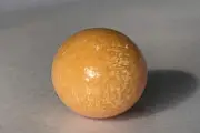 Ngư dân Nghệ An sở hữu viên ngọc ốc thiên nhiên hiếm gặp