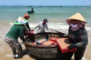 Ngư dân Đà Nẵng phấn khởi trúng đậm vụ khai thác rươi biển