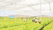 Ứng dụng khoa học kỹ thuật nâng cao giá trị nông sản Phú Thọ