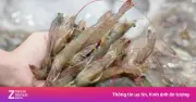 Ông lớn ngành tôm Việt lao đao vì thuế chống bán phá giá Mỹ