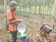 Đồng Nai: Giá cao su tăng mạnh, nông dân kỳ vọng mùa bội thu