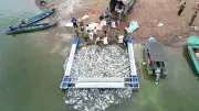Đồng Nai: Hơn 100 tấn cá chết nổi trắng các lồng bè trên mặt hồ Trị An