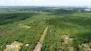 Đồng Tháp công nhận thêm 3 xã đảo giữa sông Tiền