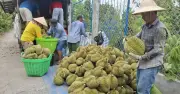 Đồng Tháp kiến nghị tháo gỡ vướng mắc xuất khẩu sầu riêng, mít