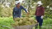 Đồng Tháp áp dụng truy xuất nguồn gốc nông sản từ năm 2026