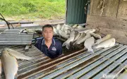 Nghệ An: Cá chết hàng loạt trên sông Lam, chưa rõ nguyên nhân