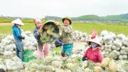 Nghệ An: Cây dứa trở thành 'cây làm giàu' cho nông dân vùng đồi