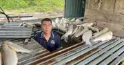 Nghệ An: Hàng tấn cá lồng bè chết bất thường sau giông lốc