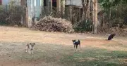 Nghệ An: Tỷ lệ tiêm phòng dại cho chó thấp, nguy cơ cao từ chó thả rông