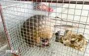 Nghệ An tiếp nhận 2 cá thể tê tê quý hiếm do người dân giao nộp
