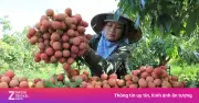 Nghịch lý mùa vải năm nay: Sản lượng giảm, giá tăng kỷ lục