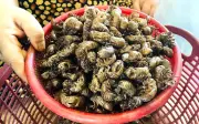 Người dân Gia Lai đổ xô tìm xác ve sầu bán giá gần 2 triệu/kg