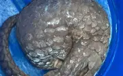 Người dân Đắk Lắk tự nguyện giao nộp tê tê Java quý hiếm nặng 9kg