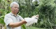 Người đàn ông 32 năm giữ vườn chim giữa lòng Cà Mau