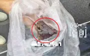Người đàn ông bị hổ mang chúa dài 2m tấn công, chém đứt rắn tự vệ