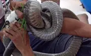 Người đàn ông bị rắn hổ mang cắn khi làm ruộng ngô, nhập viện cấp cứu