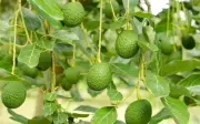Người đàn ông cao tuổi nhất thế giới sống thọ nhờ quả bơ