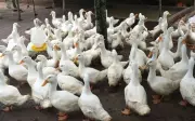 Người phụ nữ Mỹ bị bắt vì lái xe cán chết đàn vịt con