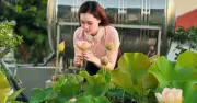 Người phụ nữ Quảng Ninh biến sân thượng thành vườn sen rực rỡ