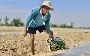 Người trồng dưa 'du mục' trên bãi bồi sông Trà Khúc và đất đỏ Tây Nguyên