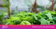 Ngọn su su – 'râu rồng' dân dã giàu dinh dưỡng, tốt cho sức khỏe
