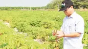 Ngành sắn Tây Ninh đối mặt thách thức dịch bệnh, tìm giải pháp bền vững