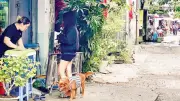Nguy cơ tử vong vì bệnh dại: Nhận thức phòng ngừa còn nhiều lo ngại