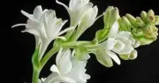 Nhà báo Cao Hoàng Đoan Trinh từ trần, lễ viếng tại Đà Lạt