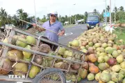 Nhà máy chế biến dừa quy mô lớn mới đi vào hoạt động tại Vĩnh Long