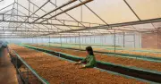 Nhiều ngành hàng xuất khẩu đối mặt nguy cơ suy giảm trong năm 2026