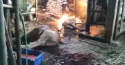 Nhân viên kiểm soát giết mổ bỏ ca trực, nhờ chủ lò mổ đóng dấu