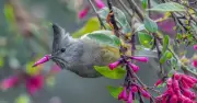 Những bức ảnh động vật hài hước chưa từng công bố khiến bạn cười nghiêng ngả