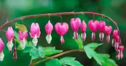 Những loại cây không nên cắt tỉa trong tháng 5
