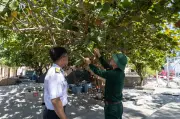 Những mầm xanh bền bỉ vươn lên xanh hóa các đảo ở đặc khu Trường Sa