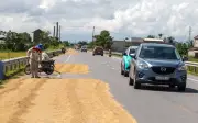Nỗi lo mùa gặt: Khi lúa phơi đầy đường, an toàn giao thông bị đe dọa