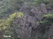 Ninh Bình hoàn thiện hồ sơ đề cử Voọc mông trắng thành Di sản thế giới
