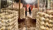 Nấm Krông Ana lên kệ GO! Buôn Ma Thuột nhờ chương trình sinh kế cộng đồng