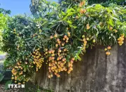 Nông dân Bắc Ninh chạy đua với nắng thu hoạch vải sớm