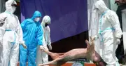 Đà Nẵng khẩn trương phòng chống dịch lở mồm long móng do virus SAT1
